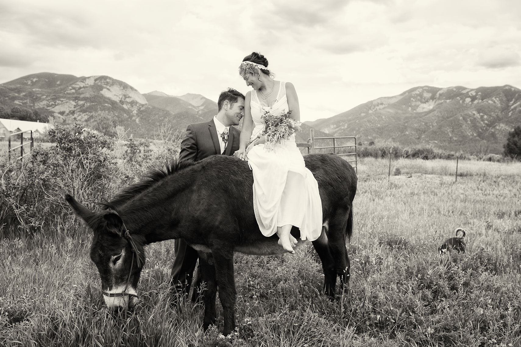 Taos wedding photography with bride and donkey 